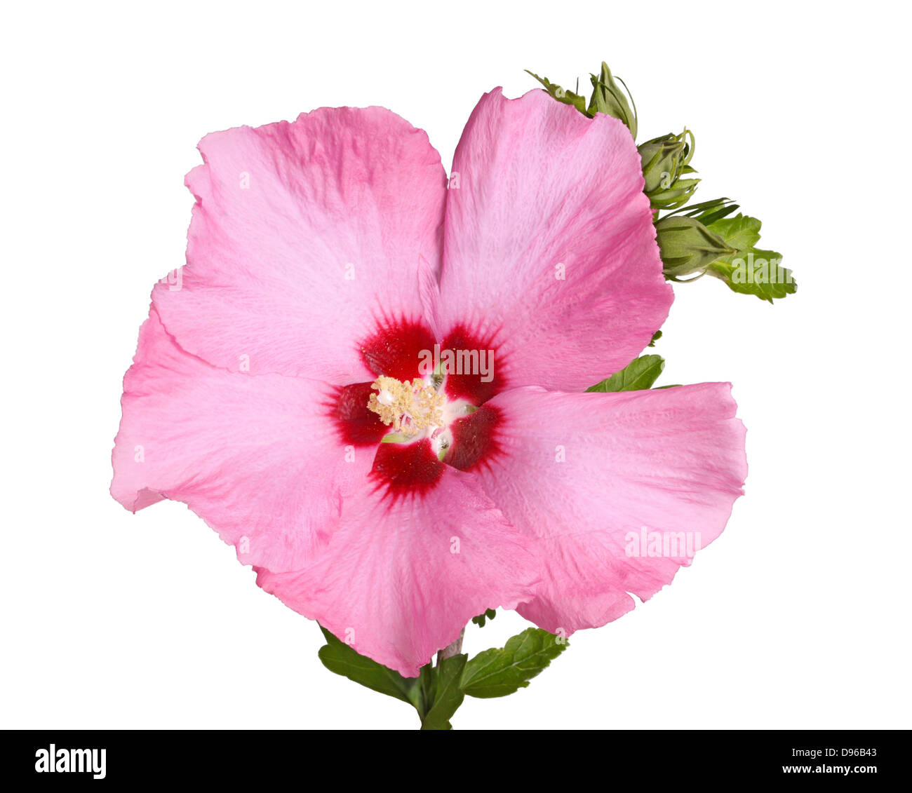 A single purple flower and buds of the Rose of Sharon (Hibiscus syriacus) plant isolated against a white background Stock Photo