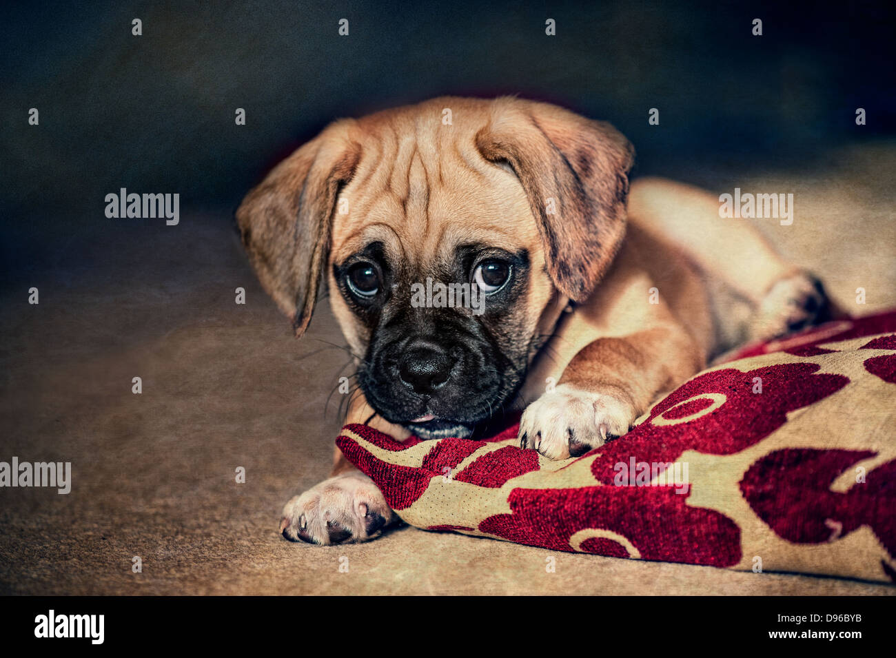 Mischievous puggle puppy playing with a cushion Stock Photo