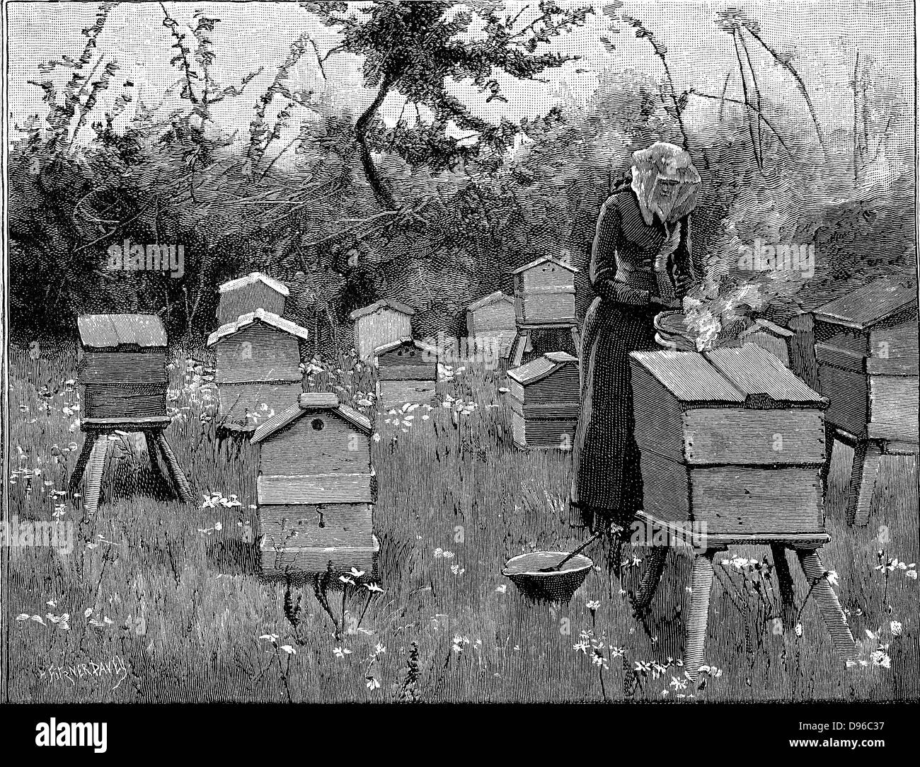 Apiary of wooden hives, Lismore, Ireland.  Woman in protective veil using bellows to puff smoke into hive to render bees less aggressive before opening the hive. Engraving from 'The English Illustrated Magazine', London, 1890 Stock Photo