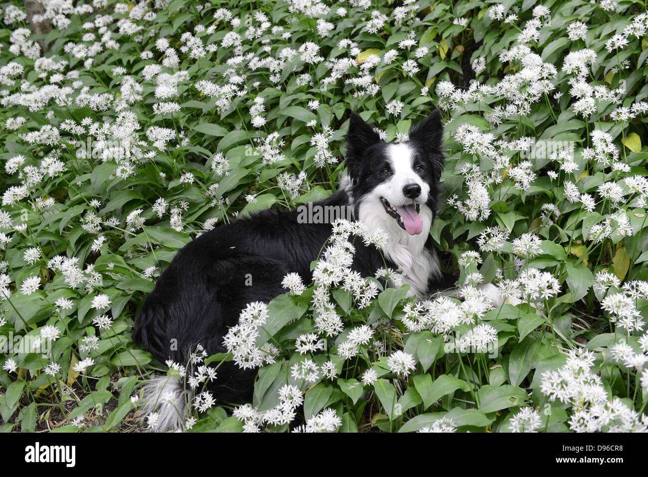 Border Collie dog lying in wild garlic Uk Stock Photo