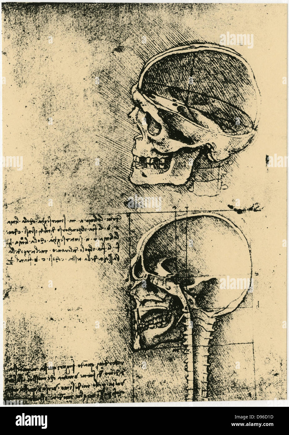 Leonardo da Vinci (1452-1519) Italian painter, sculptor, engineer, architect. Anatomical drawings  of a skull in profile with cranium removed. Stock Photo