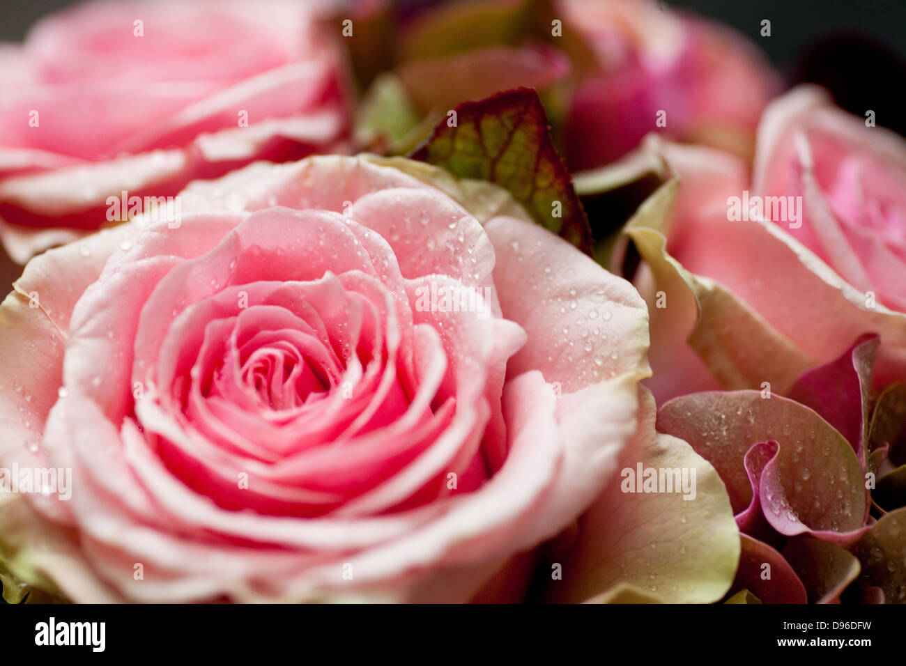 Pink roses on a weddingday Stock Photo