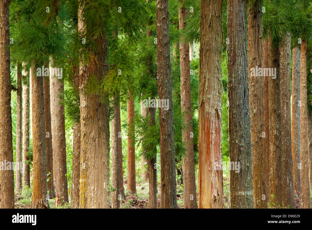 Forest at Bras Sec in the Cirque de Cilaos caldera on the French island of Reunion in the Indian Ocean. Stock Photo