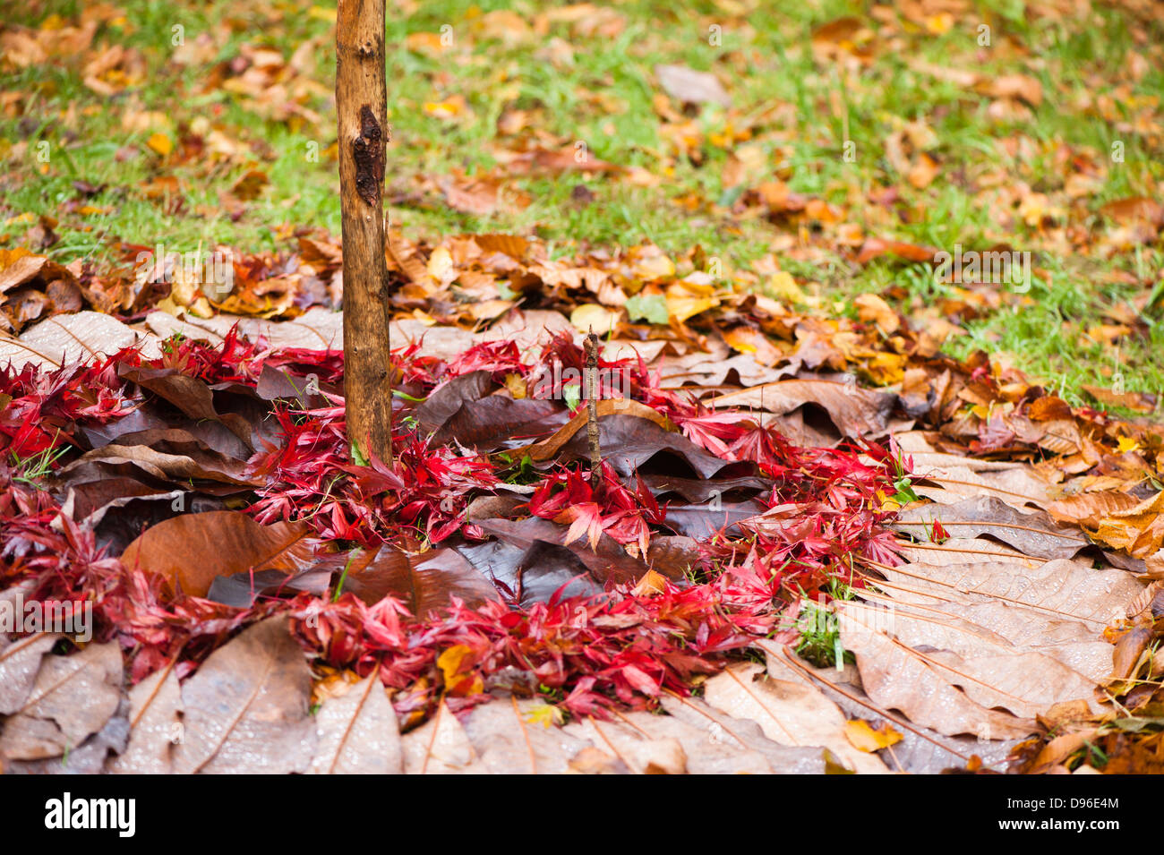 Circular pattern in nature hires stock photography and images Alamy