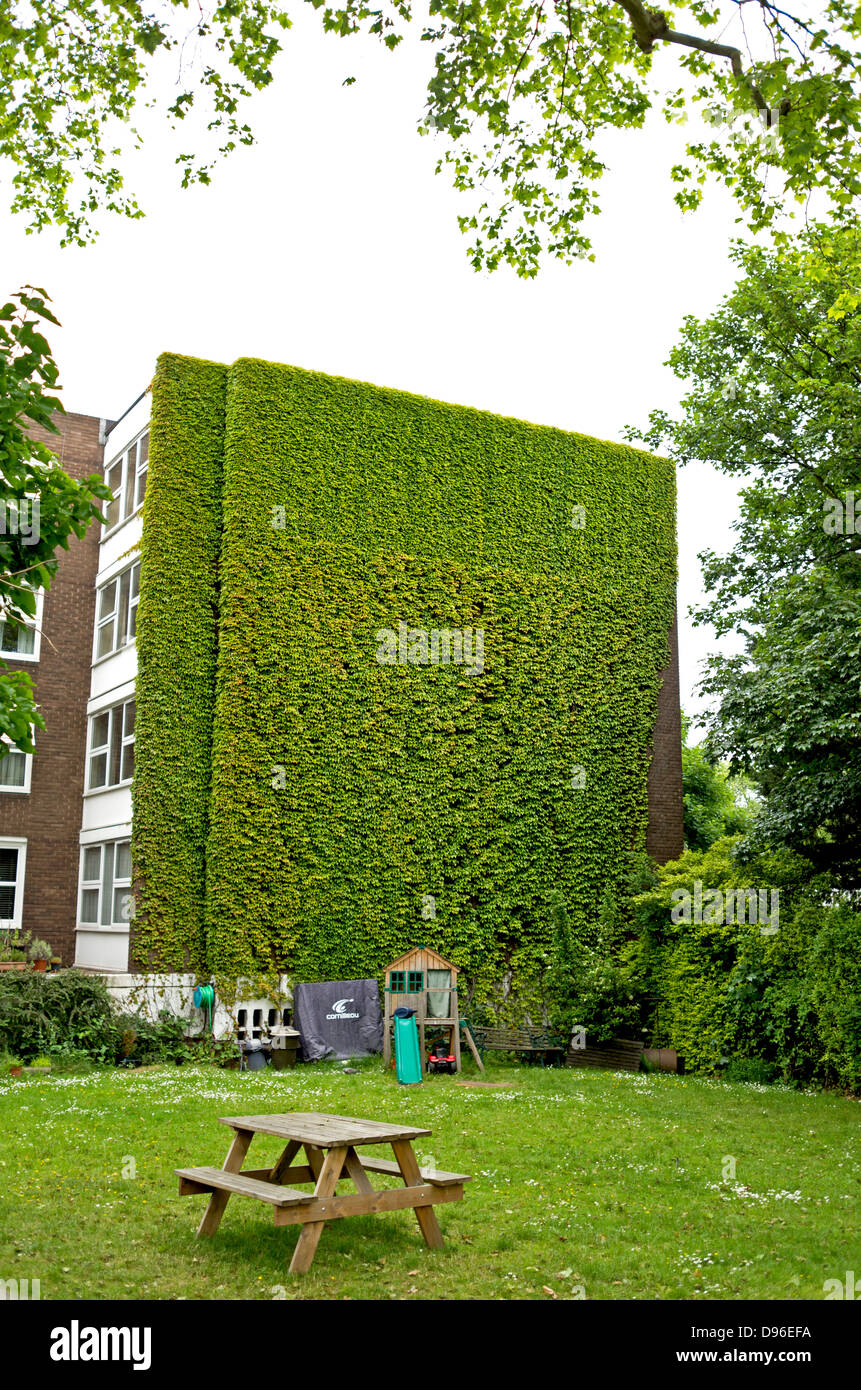 The side of a building covered in ivy. In the foreground is a grass lawn garden with bench seating a slide and a shed. Stock Photo