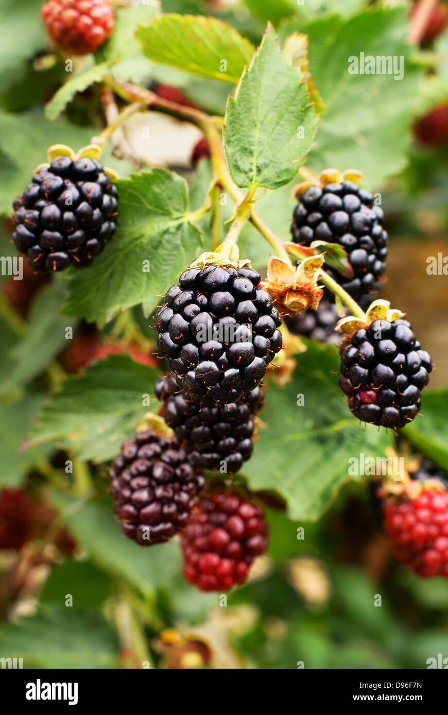 Ripe wild blackberries ready for picking Stock Photo