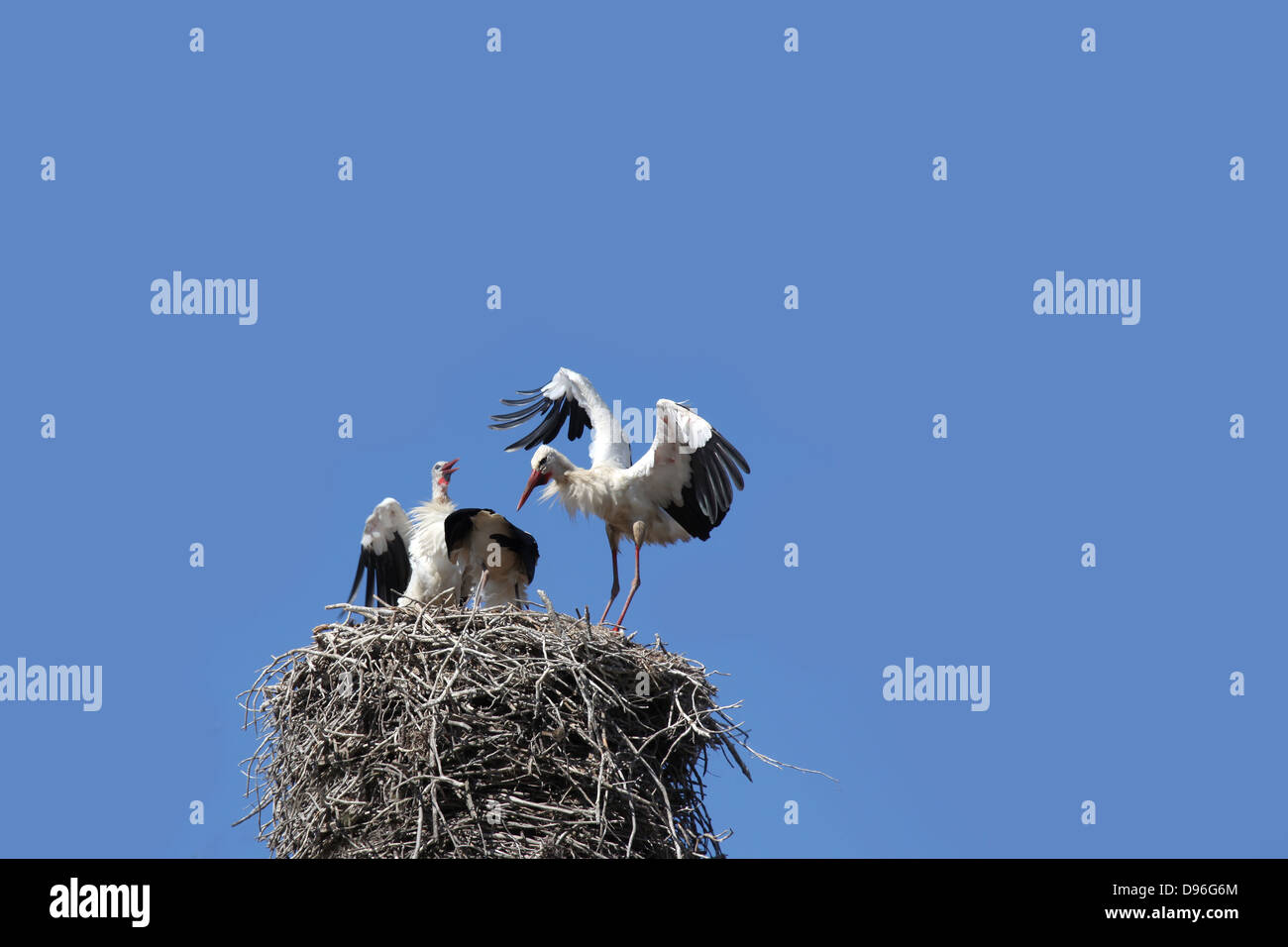 Feathering your nest hi-res stock photography and images - Alamy