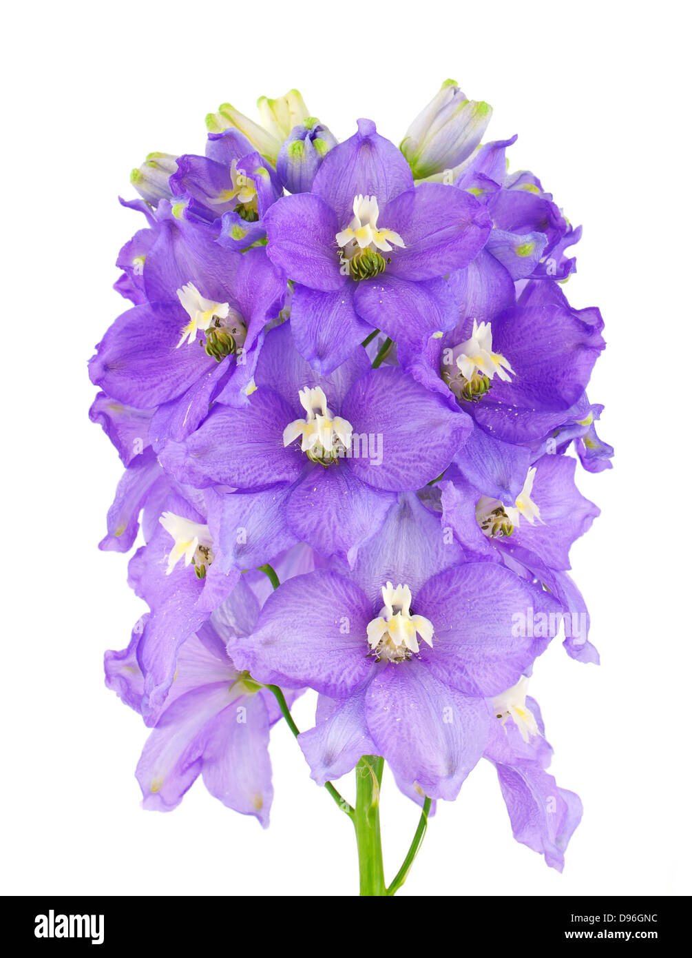 Violet Delphinium Flower Stock Photo Alamy violet-delphinium-flower-stock-photo-alamy