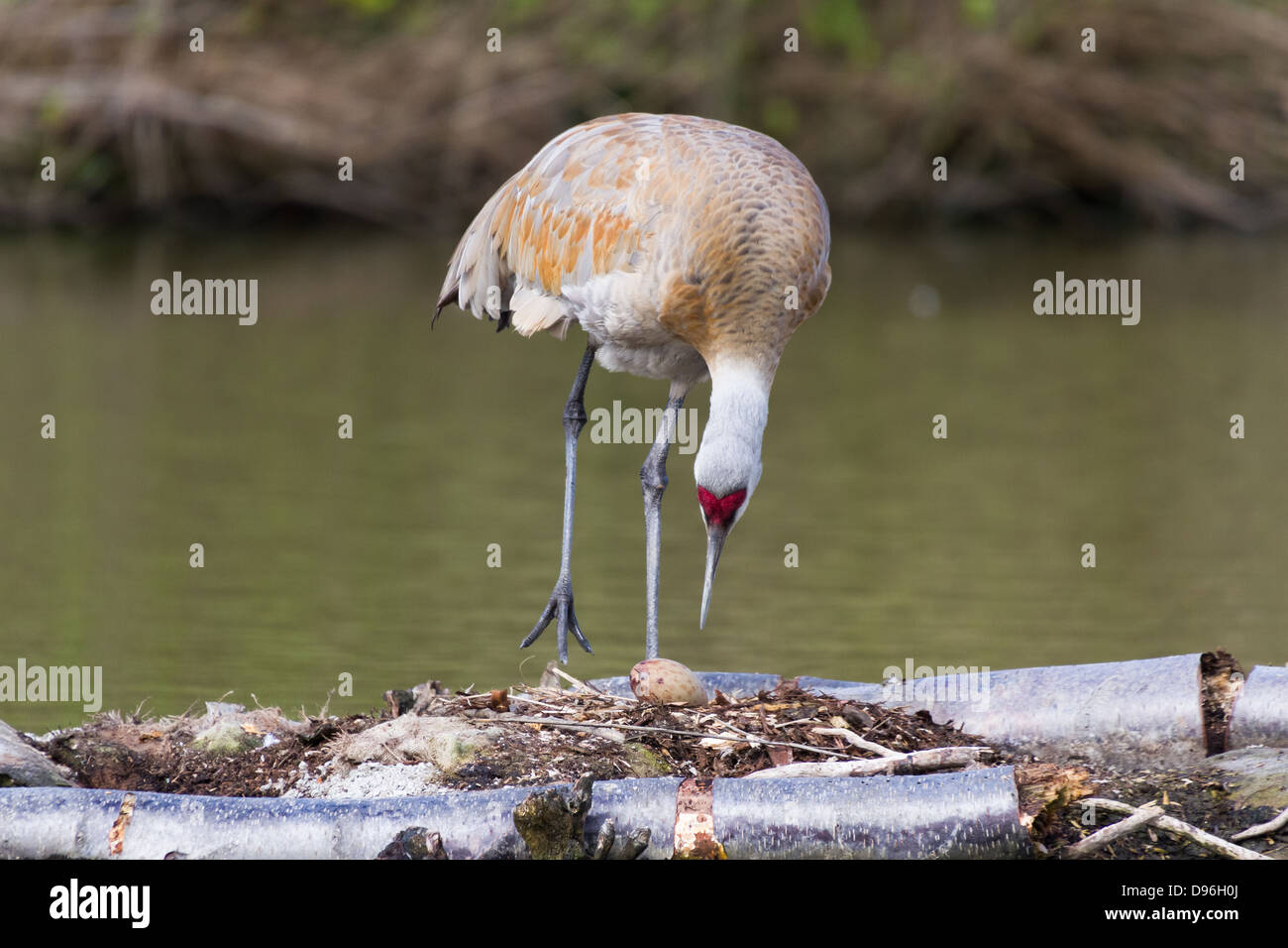 sandhill crane Nesting on the nest and egg Stock Photo Alamy