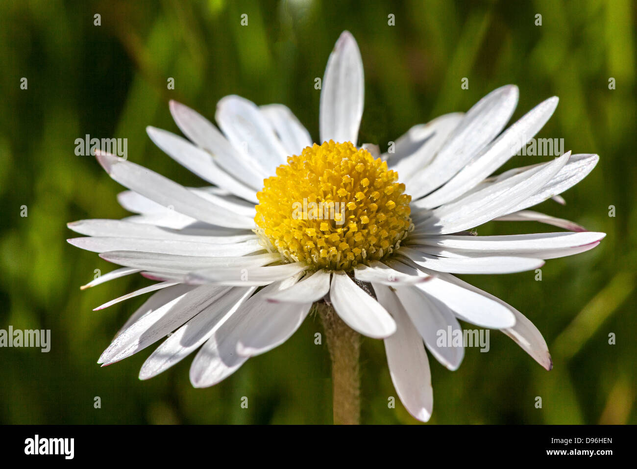 Daisy flower, Bellis perennis, UK Stock Photo