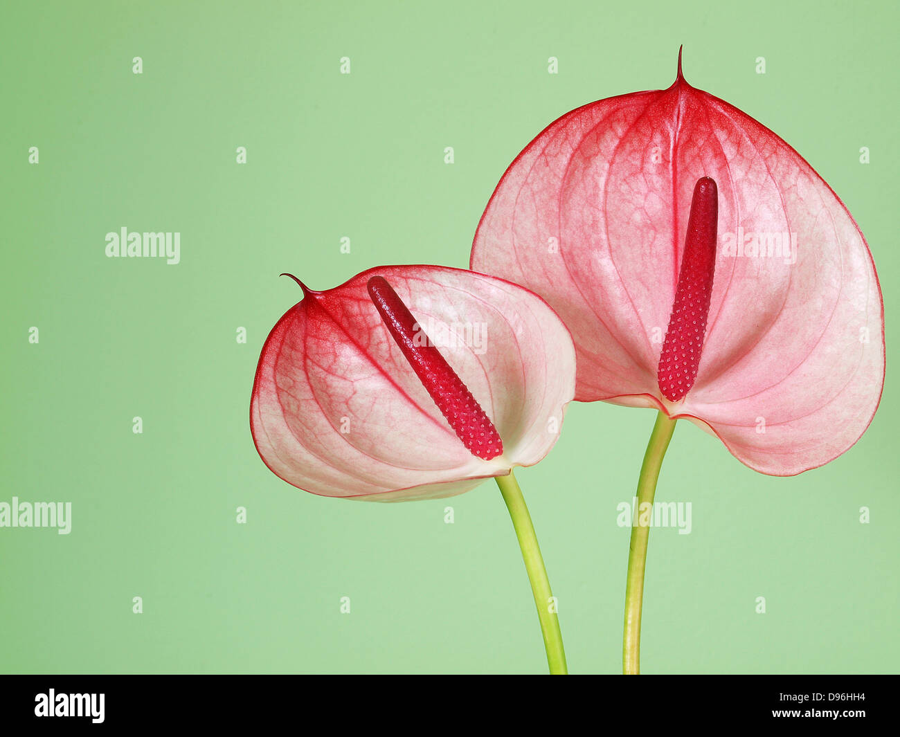 Pink anthurium flowers Stock Photo