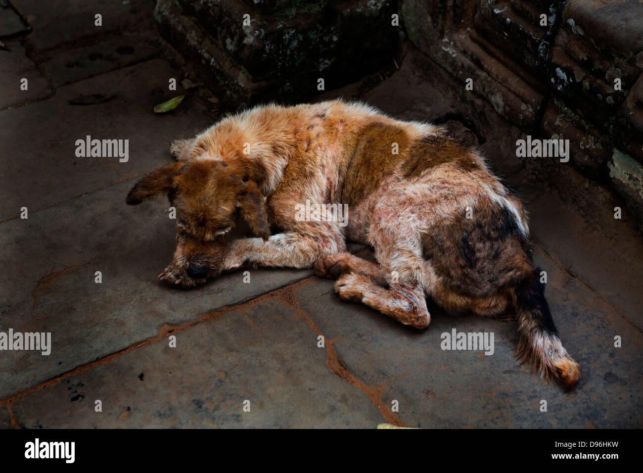 Mangy dog, Bayon Temple, Ankor Wat Cambodia Stock Photo