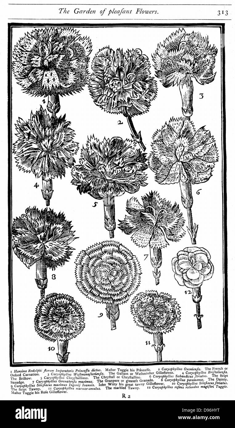 Dianthus (Carnations and Pinks) From John Parkinson 'Paradisi in Sole Paradisus Terrestris' London, 1629. Woodcut. Stock Photo