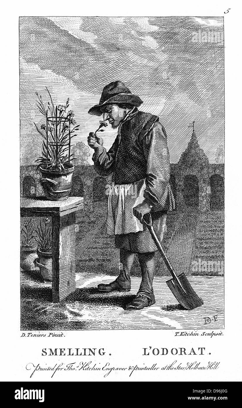 Gardener smelling a carnation or pink (Dianthus). Engraving after one of set of 'The Five Senses' by David Teniers the Younger (1610-1690). Descartes' interaction theory. Reflexes mechanistically determined. Body and mind interacted at pineal gland. Stock Photo
