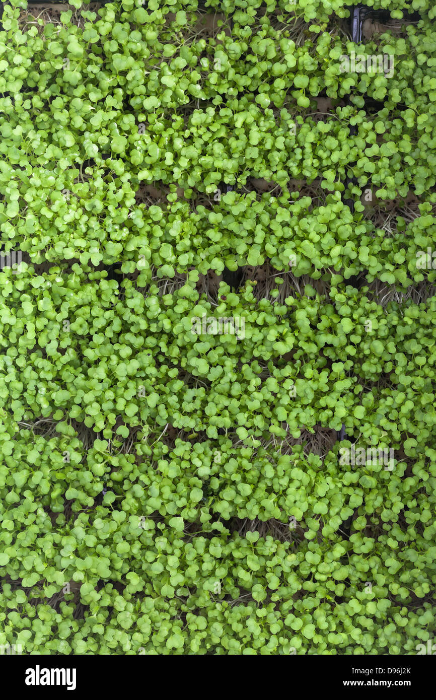 bean sprouts, vegetable, concept of Agriculture Stock Photo Alamy