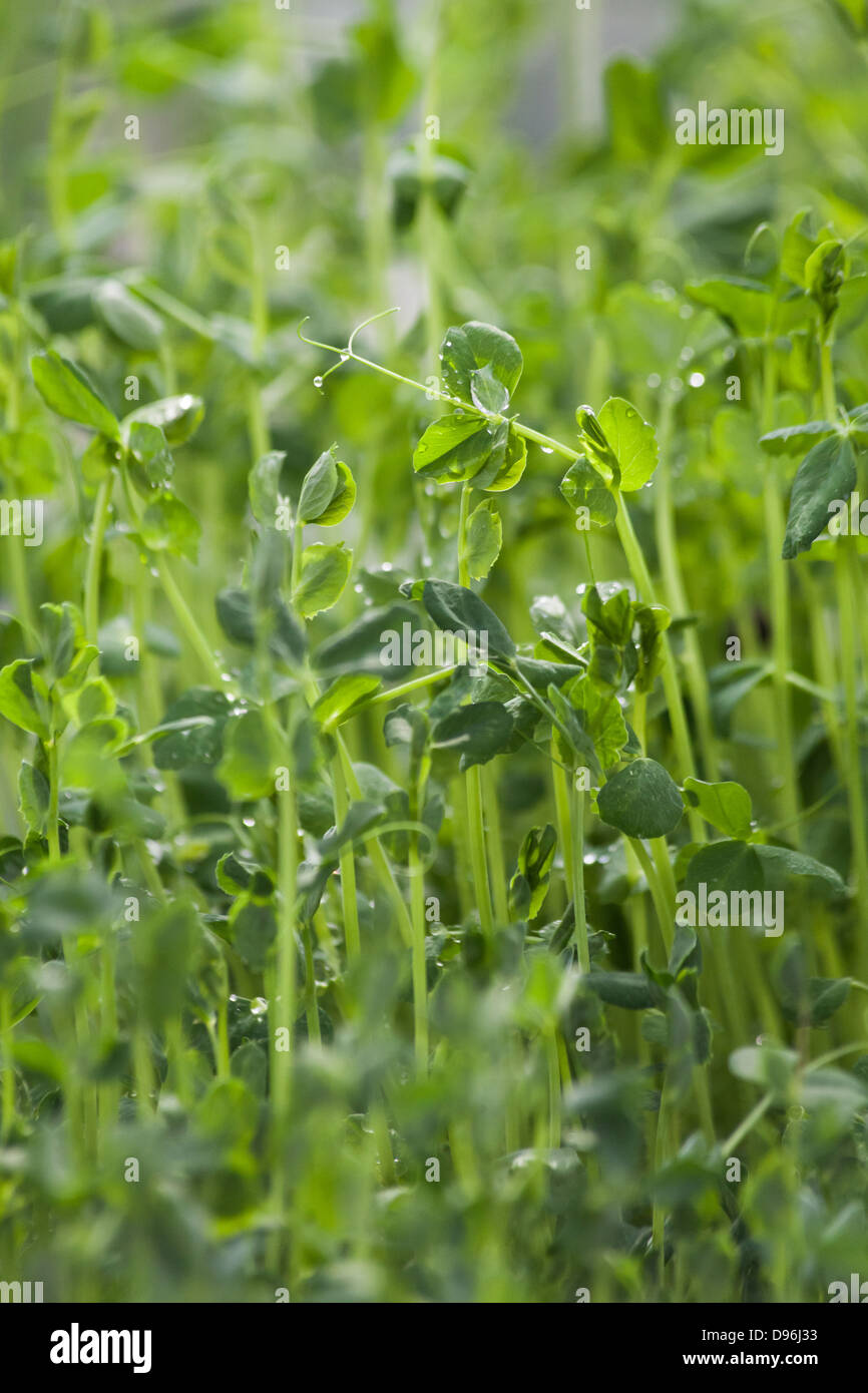 bean sprouts, vegetable, concept of Agriculture Stock Photo