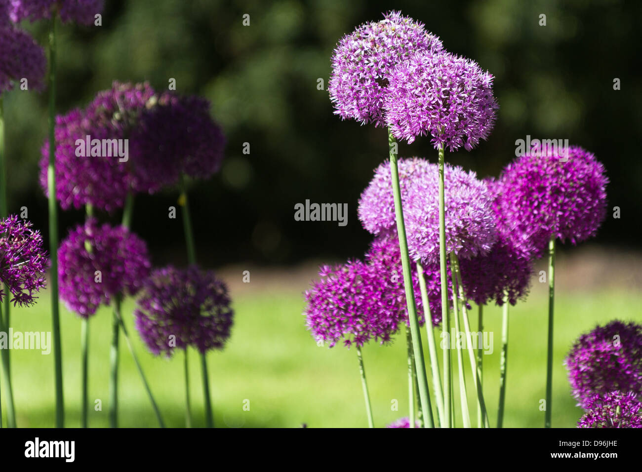 Purple alium onion flower close up shot Stock Photo