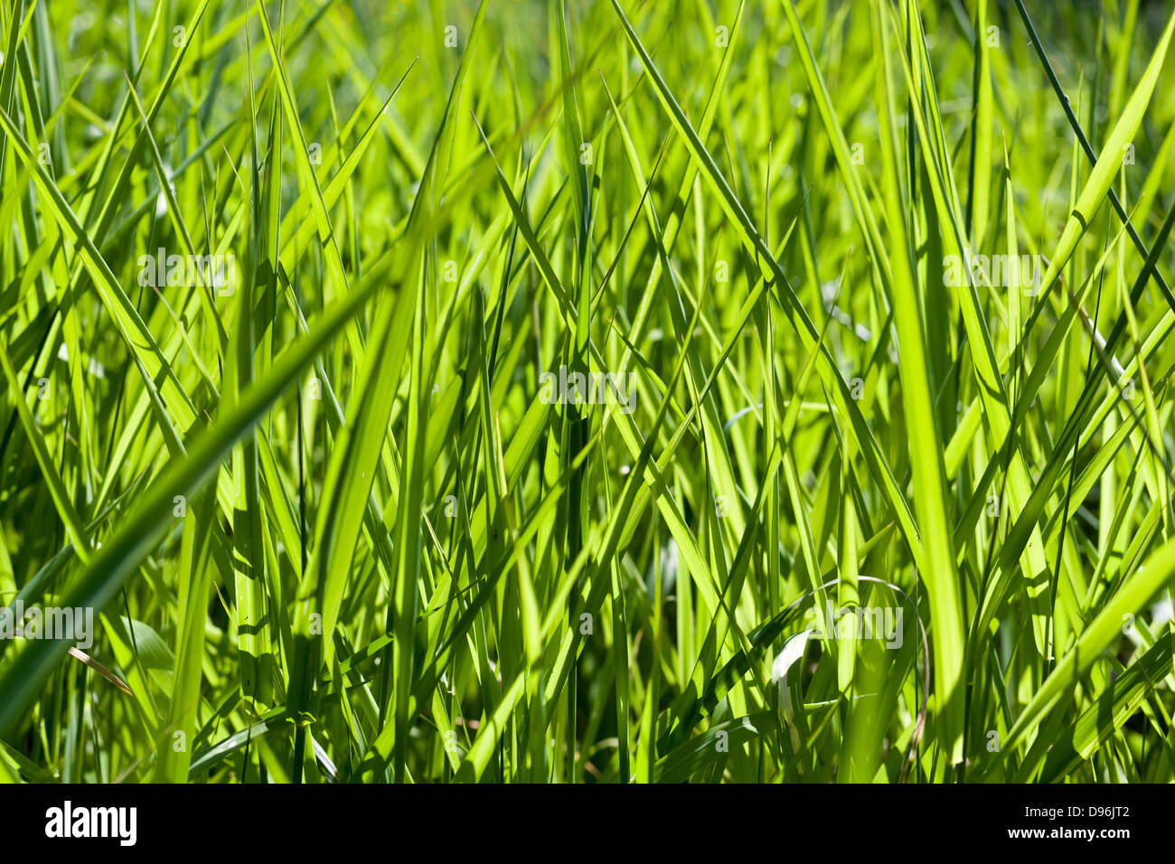 Fresh bright green grass macro background Stock Photo