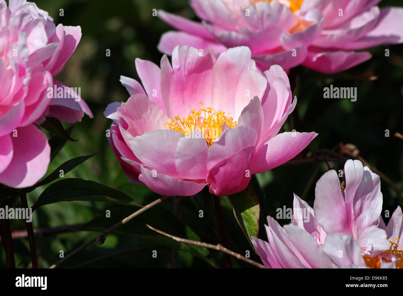 Pink Peony, Peonies with open flowers Stock Photo Alamy