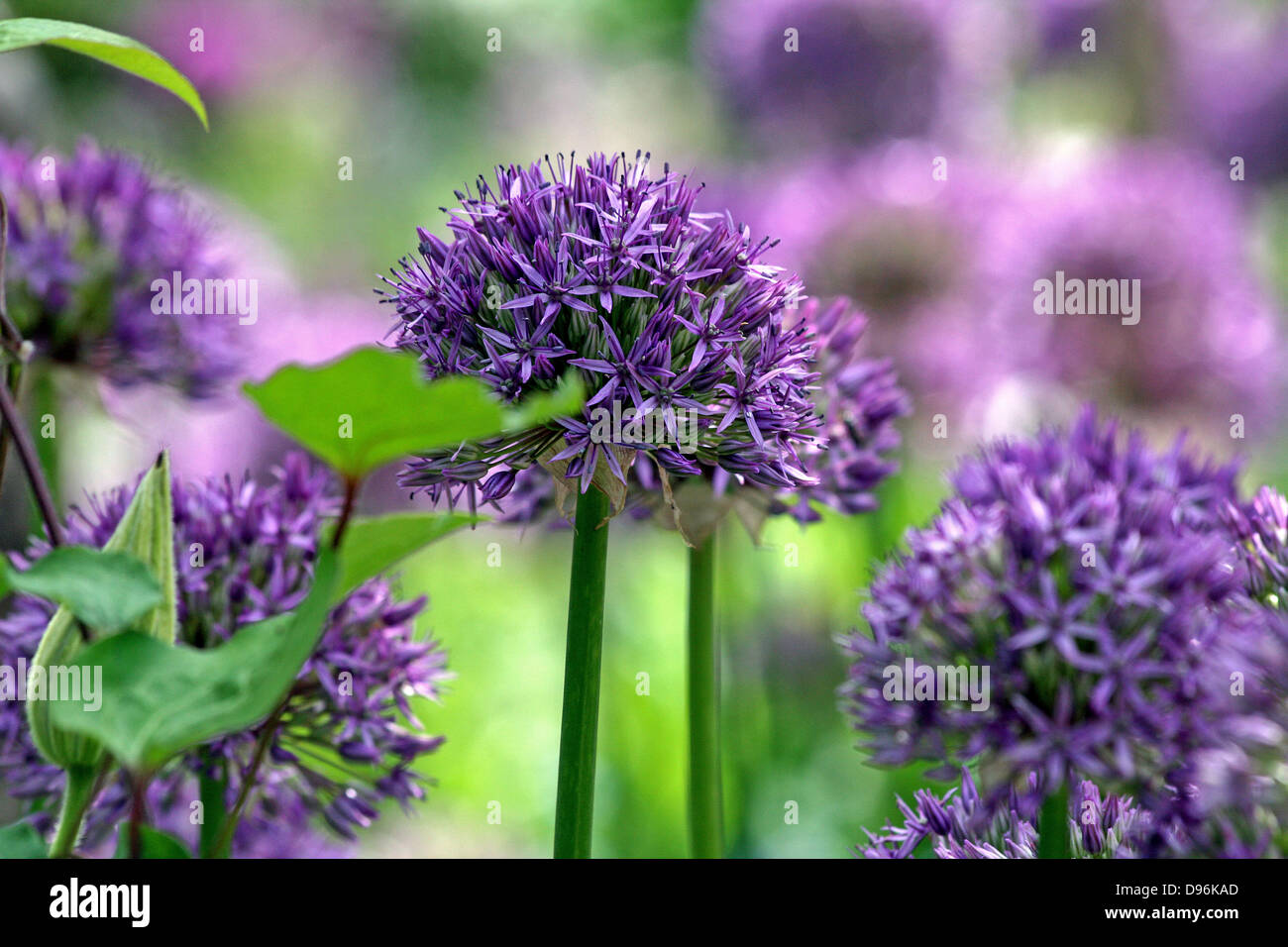 Alliums,Purple Sensation  flowers, close-ups Stock Photo