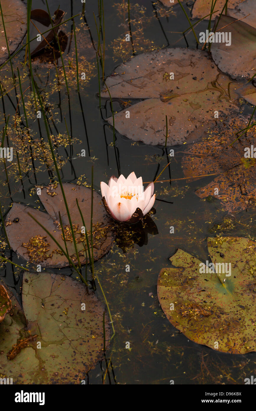 A Water Lily Stock Photo - Alamy