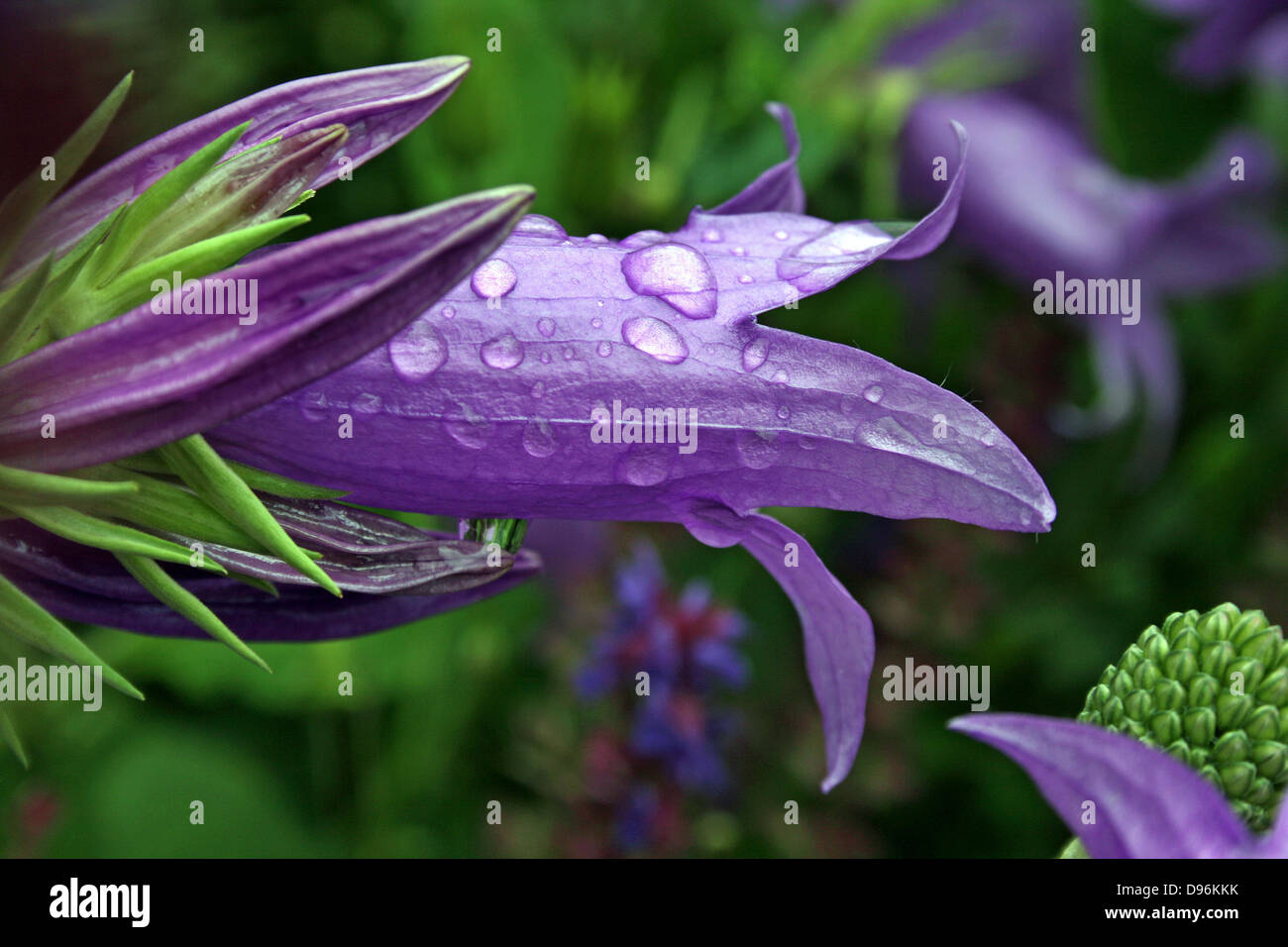 Campanula, ,Bellflower in a rich purple/blue flower covered in raindrops. Stock Photo