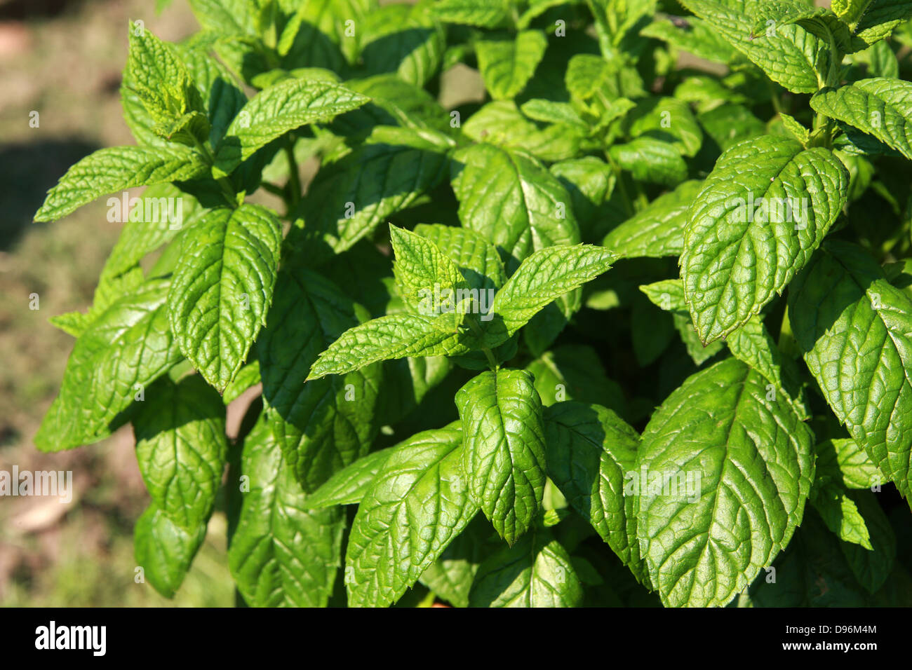 Spearmint, Mentha spicata, Lamiaceae. Stock Photo
