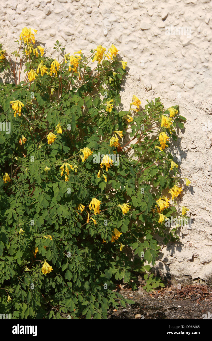 Yellow Corydalis, Corydalis lutea, Fumariaceae, Growing Against a Wall Stock Photo