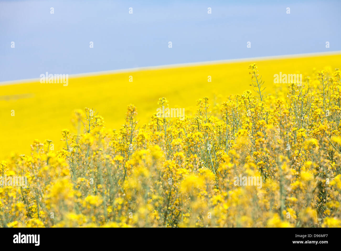 Yellow Canola Flower and blue sky in Palouse Washington State Stock