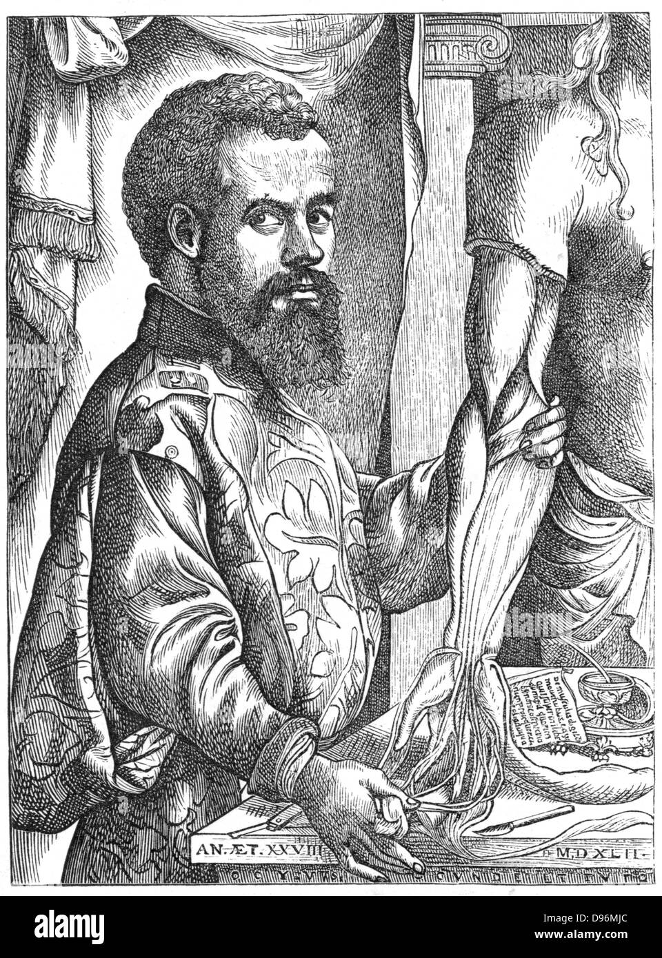 Andreas Vesalius (1514-1564) Flemish anatomist. Engraving after Jan Stephanus van Calcker (Calcar) c.1499-1546 Stock Photo
