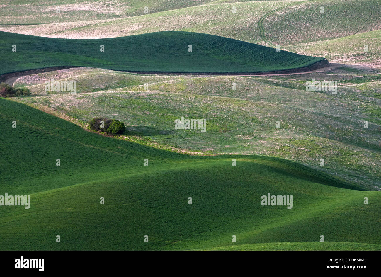 rolling hill and Farm Land, green wheat fields Stock Photo - Alamy