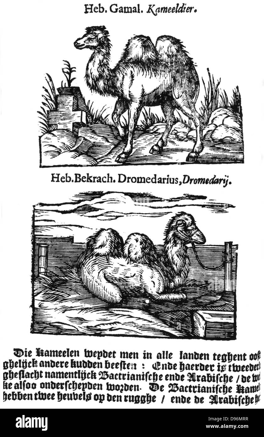 Pre-binomial classification of species. Here two different species of the genus camel are named in Hebrew, Latin and Dutch, although only one species, the Bactrian is depicted. From 'Handelende van de Natuere', Amsterdam 1644, a Dutch edition of Pliny's 'Natural History'. Woodcut Stock Photo