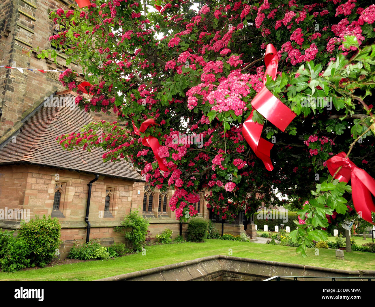 The famous Thorn tree at Appleton Thorn village, South Warrington, England  dressed for the annual June  'Bawming the Thorn' Stock Photo