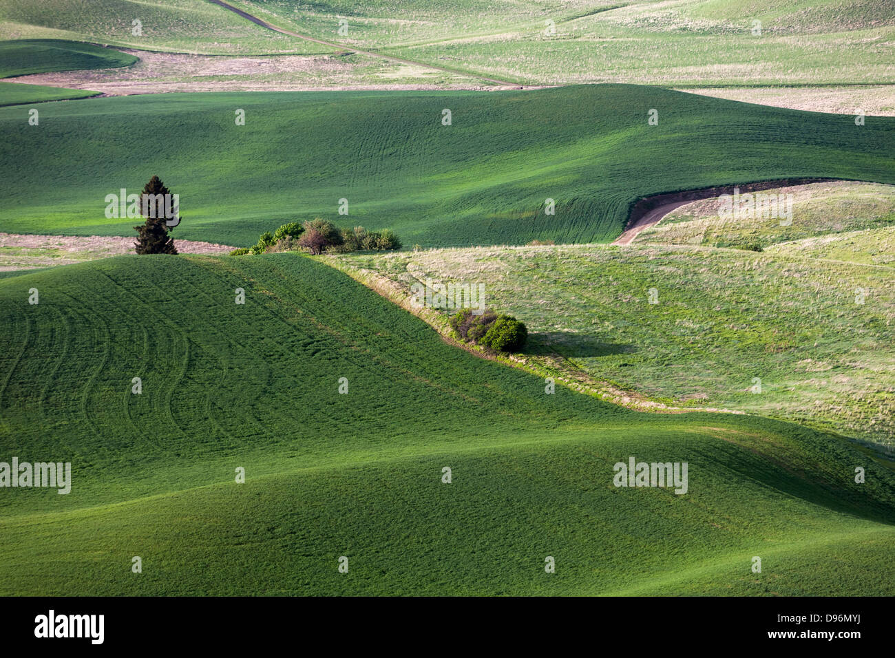 rolling hill and Farm Land, green wheat fields Stock Photo - Alamy