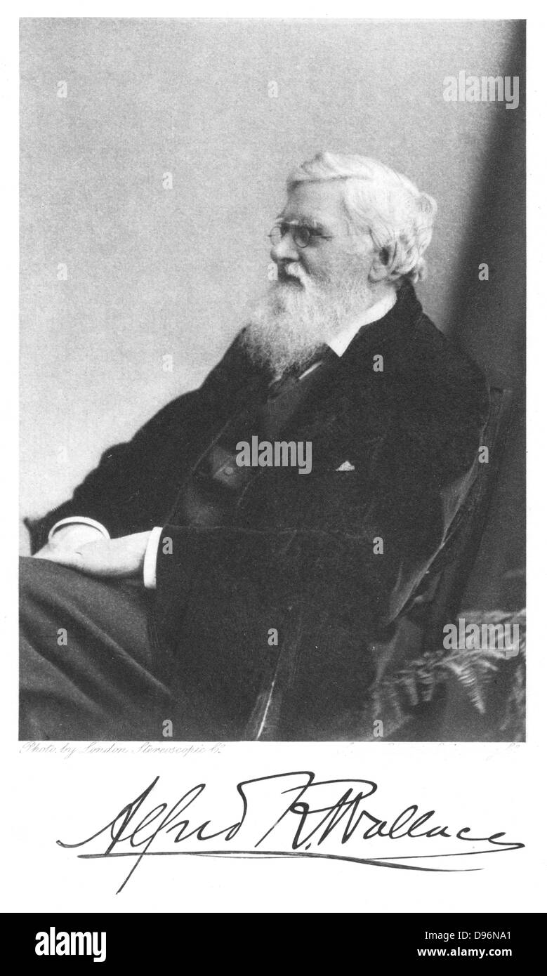 Alfred Russell  Wallace (1823-1913) Welsh-born British naturalist.  From Edward Clodd 'Pioneers of Evolution', London,1908 Stock Photo