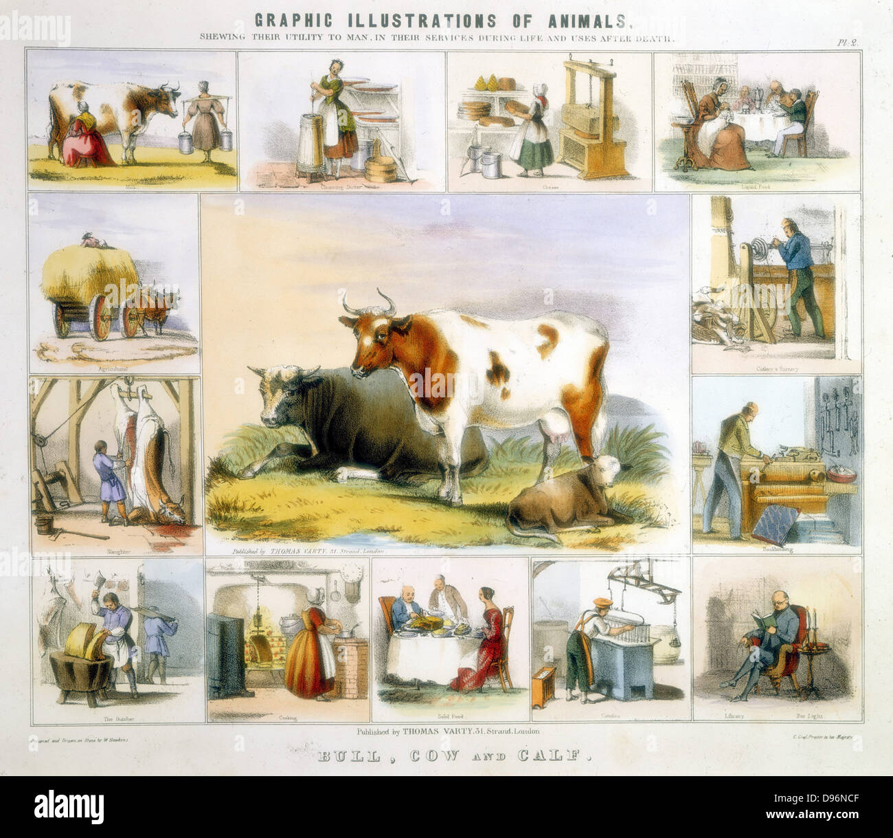 Agriculture dairy cattle food light history historical archive archival