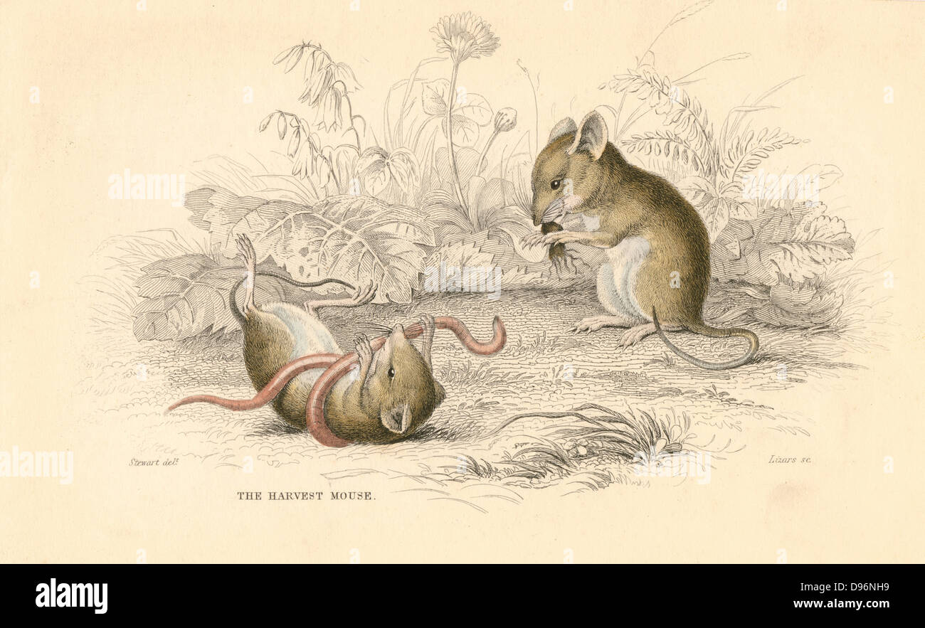 Harvest Mouse (Micromys minutus) of the Old World. [1828]. At 6 to 7 1/ ...