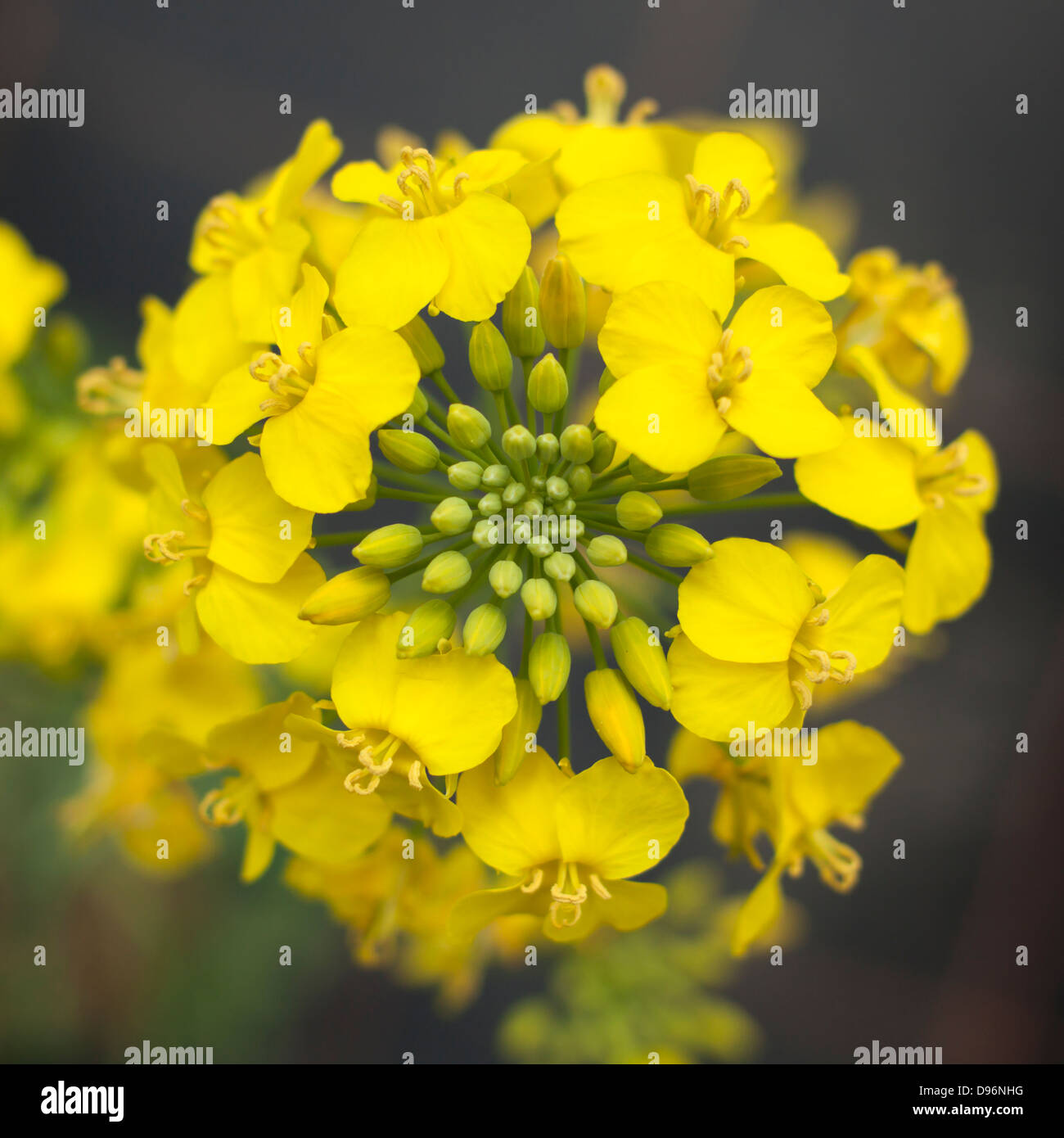 Brassica napus (Oil seed rape/canola) flower Stock Photo Alamy
