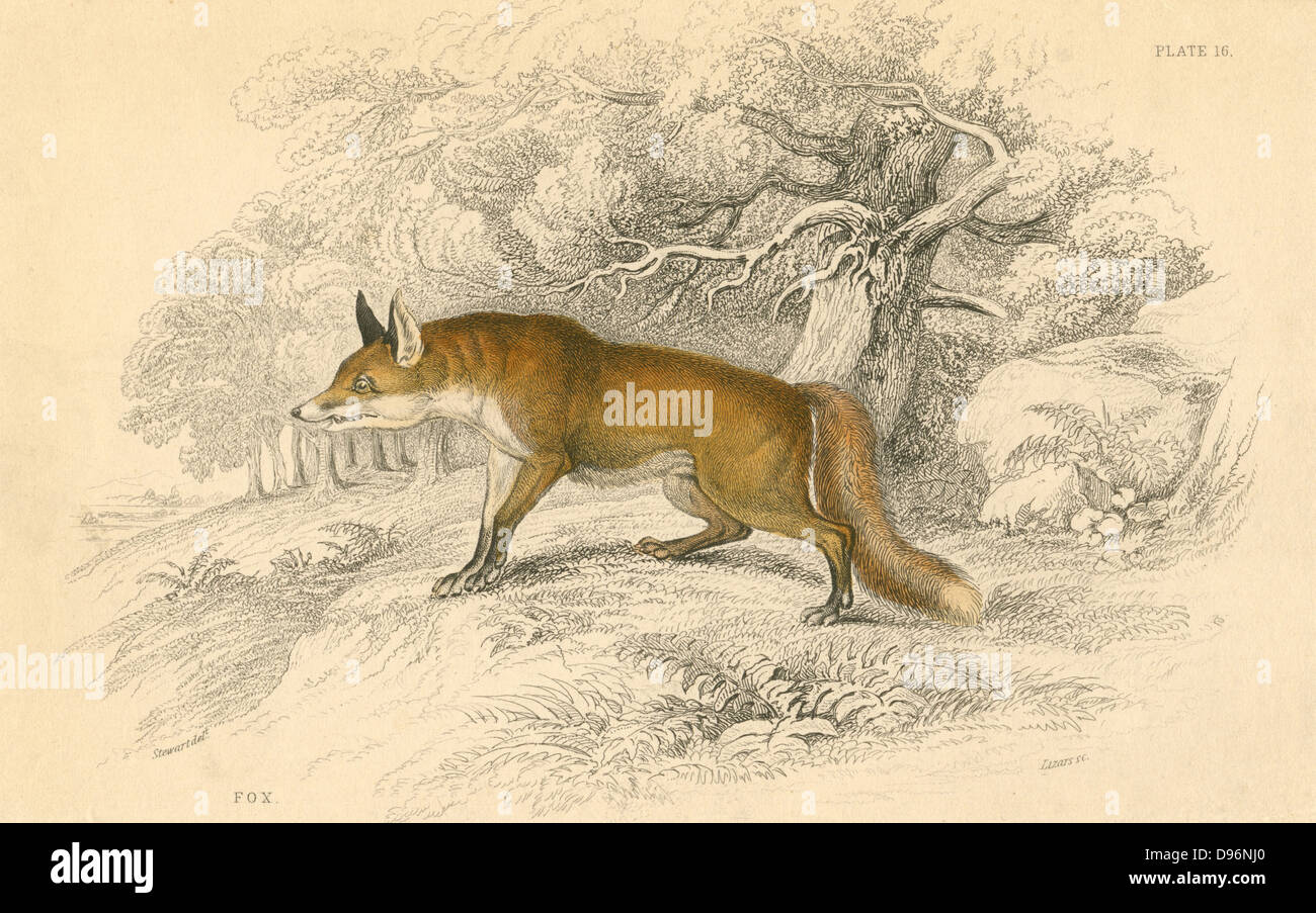 Common or Red Fox (Vulpes vulpes), native of the Old World.   A dog fox. From 'British Quadrupeds', W MacGillivray, (Edinburgh, 1828), one of the volumes in William Jardine's Naturalist's Library series. Hand-coloured engraving. Stock Photo
