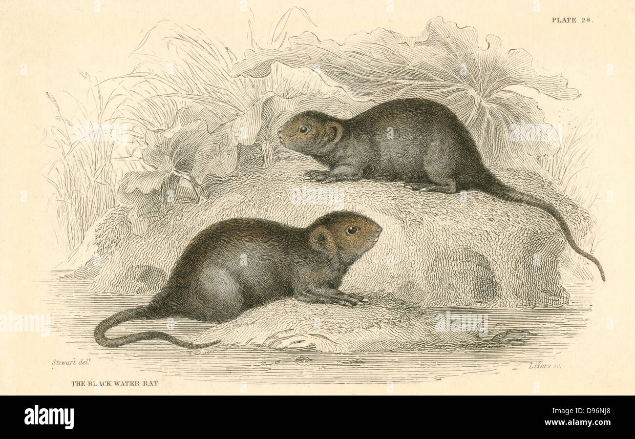 Water Vole (Arvicola terrestris), also known as the Black Water Rat.   This animal is the 'Ratty' of the children's classic 'The Wind in the Willows', Kenneth Grahame, (London, 1908)  From 'British Quadrupeds', W MacGillivray, (Edinburgh, 1828), one of the volumes in William Jardine's Naturalist's Library series. Hand-coloured engraving. Stock Photo