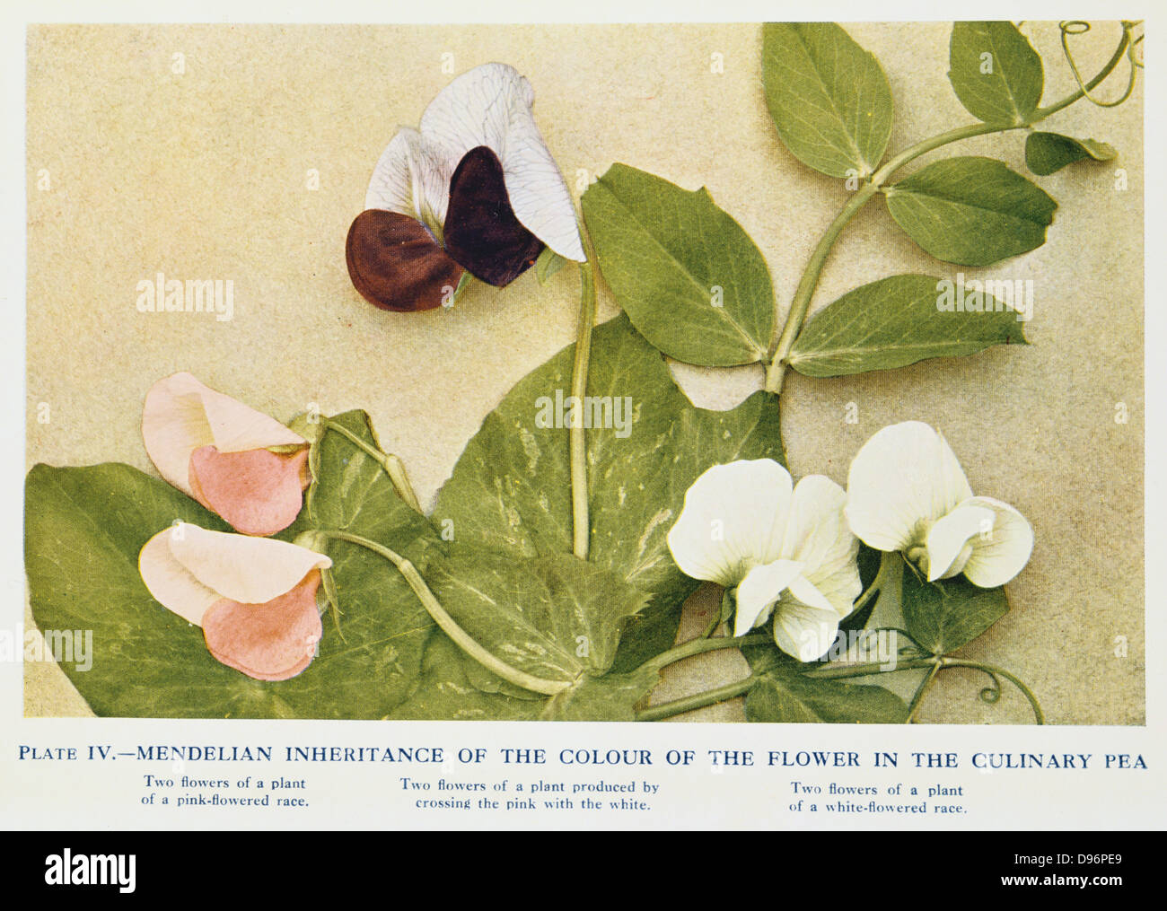 Mendelian inheritance of colour of flower in the culinary pea  Pink-flowered race (left), White-flowered race (right), Cross between the two, (centre). From 'Breeding and Mendelian Discovery', AD Darbishire, (London, 1912). Austrian monk Gregor Mendel (1822-1884) read his paper on 'Plant Hybridisation' in 1865, but it went unnoticed for 34 years. Mendel's Laws of Inheritance or Mendelism formed the basis of later studies in genetics. Stock Photo