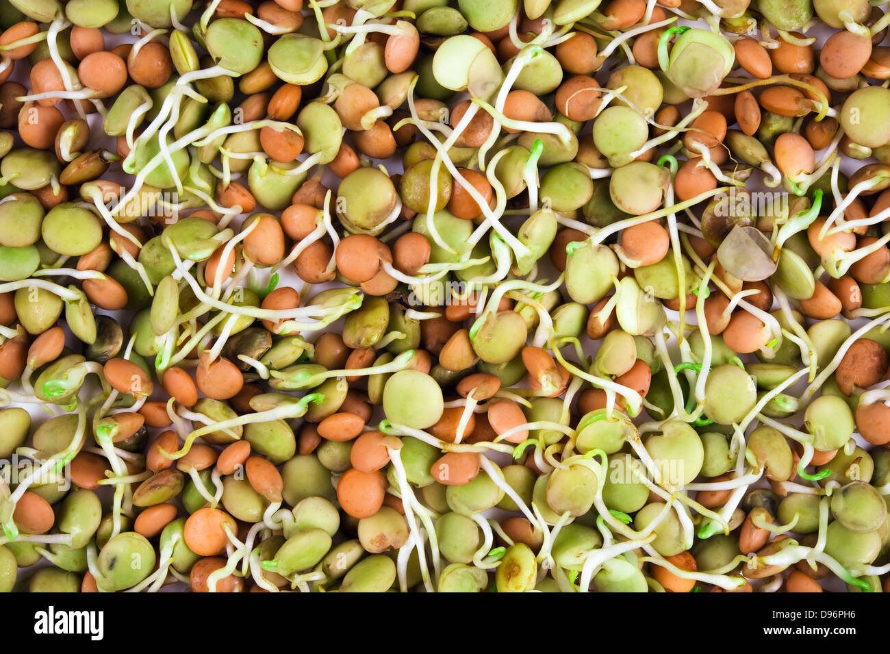 lentil seeds with sprouts isolated on white Stock Photo
