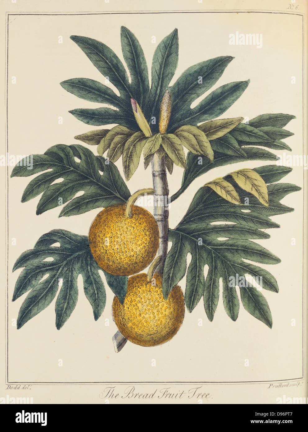 Breadfuit: Artocarpus incisus.  Tree with fruit with white pulp like new bread, introduced into West Indies as important food crop for plantation slaves. Captain Bligh of HMS 'Bounty' fame was given the task of transporting stock plants from the South Sea Islands.From 'A Key to Physic' by Ebenezer Sibly. (London c1798).  Hand-coloured engraving. Stock Photo