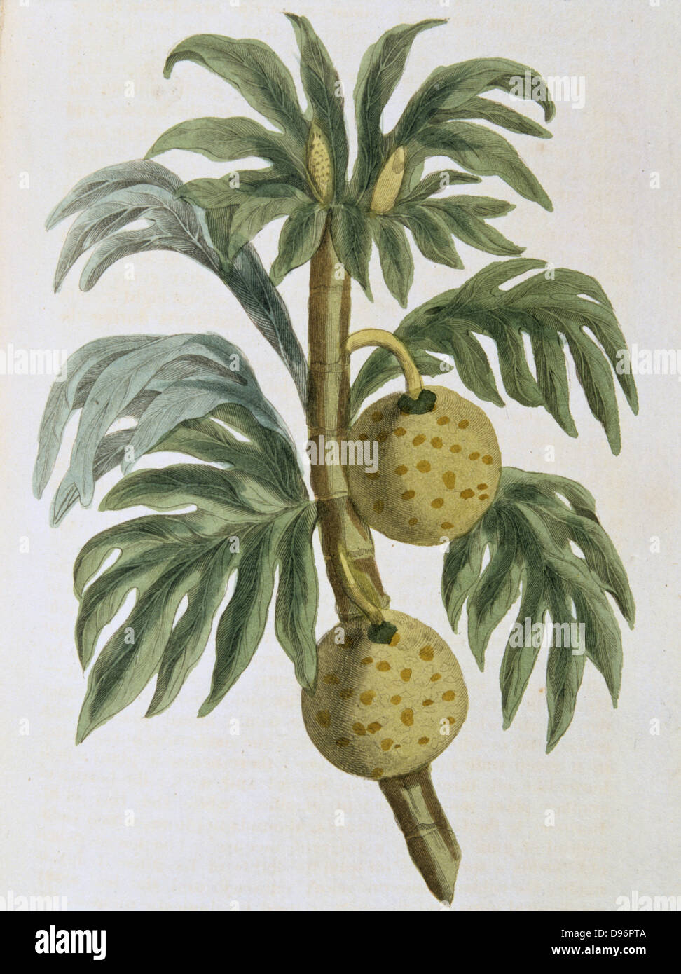 Breadfuit: Artocarpus incisus.  Tree with fruit with white pulp like new bread, introduced into West Indies as important food crop for plantation slaves. Captain Bligh of HMS 'Bounty' fame was given task of transporting stock plants from the South Sea Islands. From 'Nature Displayed' by Simeon Shaw. (London, 1823). Hand coloured engraving. Stock Photo
