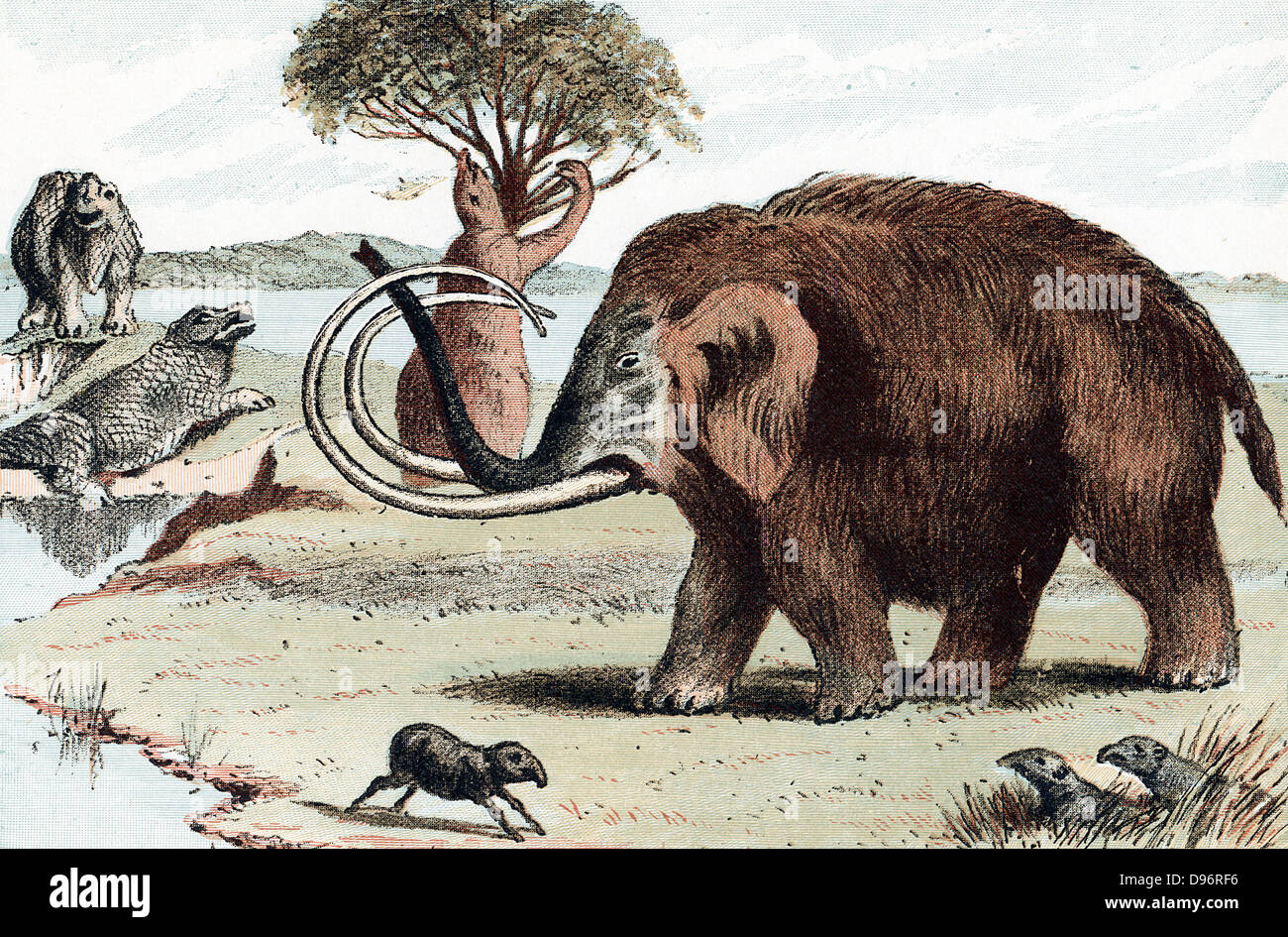 Woolly Mammoth (Mammuthus) extinct genus of elephant from Pleistocene Epoch (2,500,000 to 10,000 years ago) found in fossil deposits and in northern Europe as 30,000 year-old frozen carcasses in melting glaciers. From popular geology book published London 1892. Chromolithograph. Stock Photo