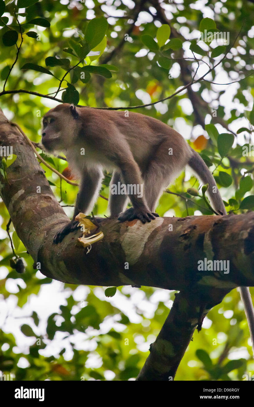 A Male Rhesus Macaque Macaca Mulatta Also Known As A Long Tailed Macaque Surathani Provence