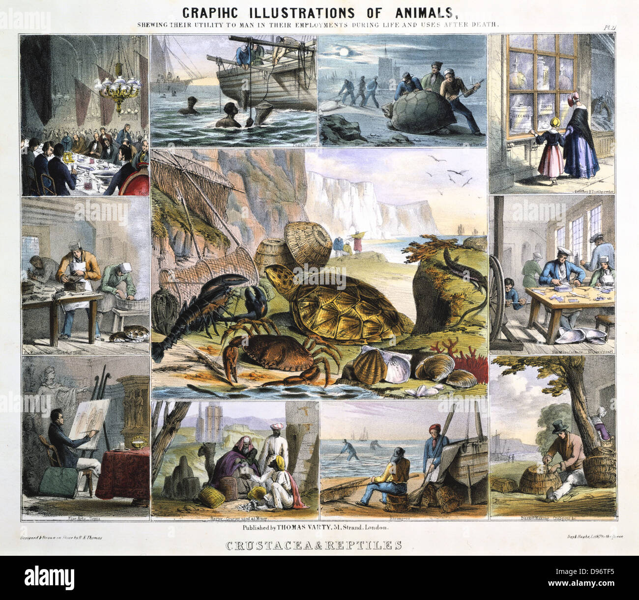 Crustacea: Turtle soup; Pearl diving; Catching turtles: Leeches: Tooth powder; Pearl buttons; Crab pots; Shrimpers; Cowrie shell money; Sepia; Tortoiseshell. Hand-coloured lithograph published London c1850. From 'Graphic Illustrations of Animals and Their Utility to Man'. Stock Photo