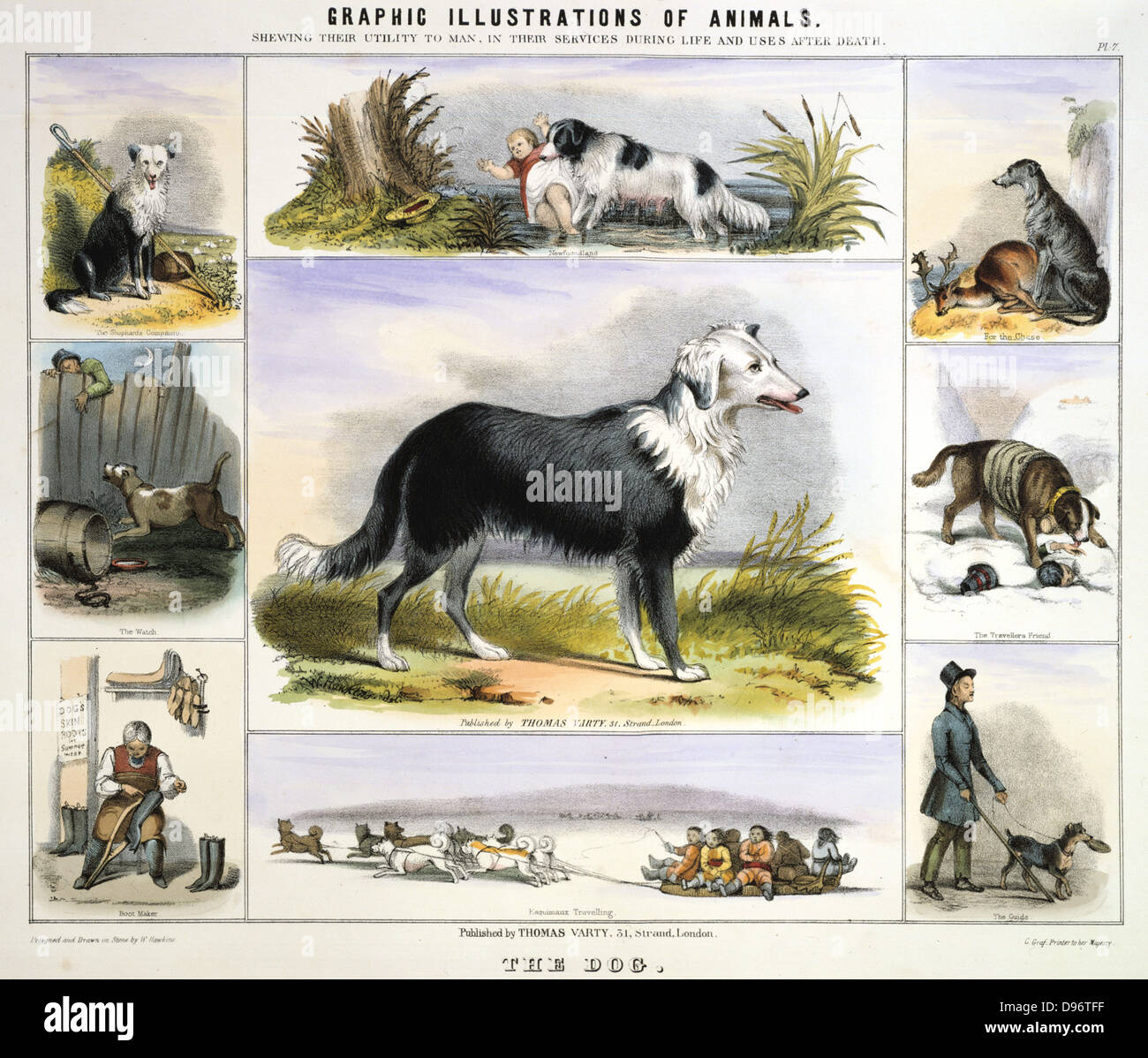 The Dog: Collie sheepdog; Newfoundland for water rescue; Deerhound for hunting; St Bernard rescuing travellers in the snow; Husky pulling a sledge; Dog skin for boots; Guard dog to deter burglars. Hand-coloured lithograph by Waterhouse Hawkins published London c1850. From 'Graphic Illustrations of Animals and Their Utility to Man'. Stock Photo