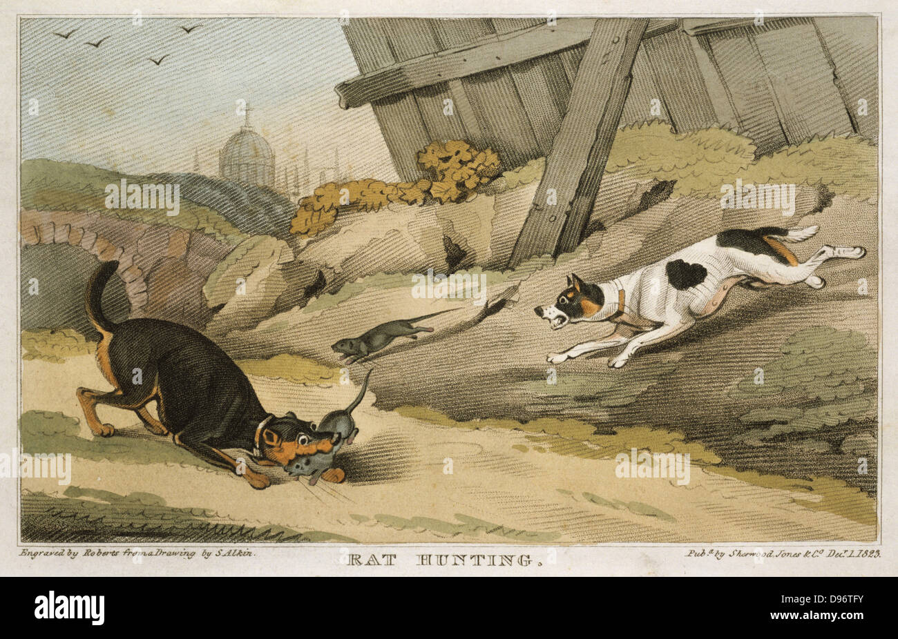 Terriers catching rats. Hand-coloured engraving, London, 1823 Stock Photo