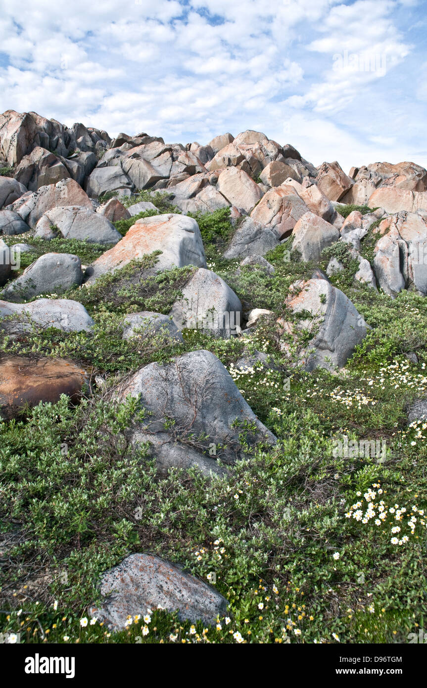 Arctic Tundra Shrubs